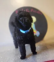 Happi AKC, a male Poodle - Miniature  for sale in Harrisonville, MO – Photo 5 of 10
