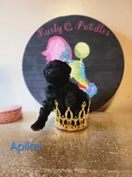 Happi AKC, a male Poodle - Miniature  for sale in Harrisonville, MO – Photo 6 of 10