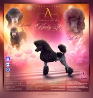 Happi AKC, a male Poodle - Miniature  for sale in Harrisonville, MO – Photo 10 of 10