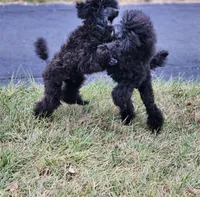Happi AKC, a male Poodle - Miniature  for sale in Harrisonville, MO – Photo 4 of 10