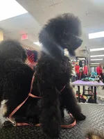 Happi AKC, a male Poodle - Miniature  for sale in Harrisonville, MO – Photo 8 of 10