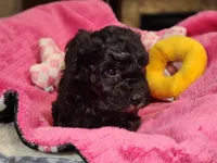 Cyclone AKC, a male Poodle - Toy  for sale in Harrisonville, MO – 4 of 8