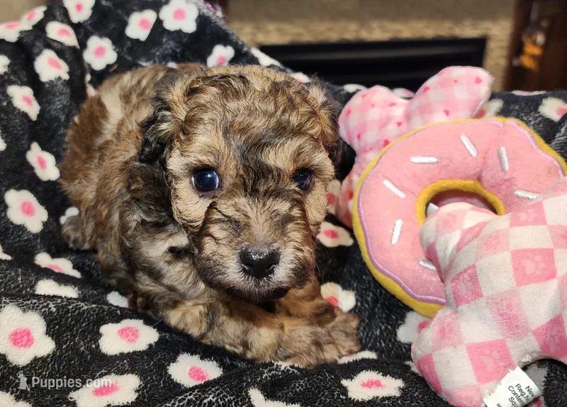 Twister AKC – Poodle - Toy  puppy for sale in Harrisonville, MO