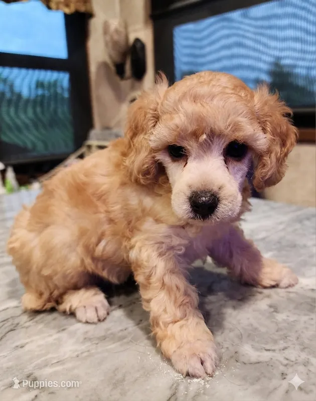 Windy AKC – Poodle - Toy  puppy for sale in Harrisonville, MO
