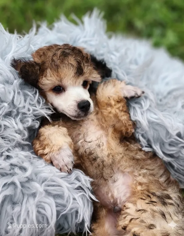 Twister AKC – Poodle - Toy  puppy for sale in Harrisonville, MO