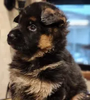 Hoss - AKC, a male German Shepherd Dog for sale in Harrisonville, MO – Photo 2 of 8