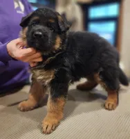 Hoss - AKC, a male German Shepherd Dog for sale in Harrisonville, MO – Photo 4 of 8