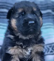 Hoss - AKC, a male German Shepherd Dog for sale in Harrisonville, MO – Photo 5 of 8
