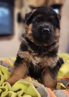 Hoss - AKC, a male German Shepherd Dog for sale in Harrisonville, MO – Photo 3 of 8