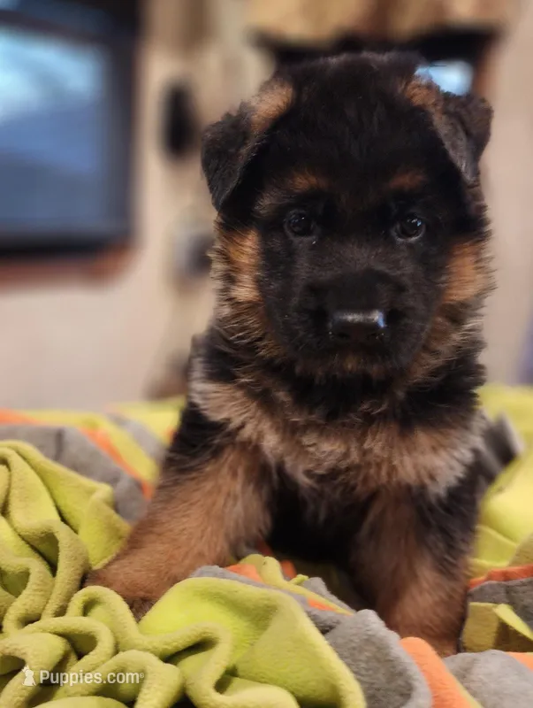 Hoss - AKC – German Shepherd Dog puppy for sale in Harrisonville, MO
