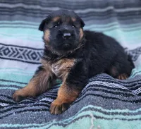 Hoss - AKC, a male German Shepherd Dog for sale in Harrisonville, MO – Photo 7 of 8