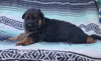 Hoss - AKC, a male German Shepherd Dog for sale in Harrisonville, MO – Photo 8 of 8
