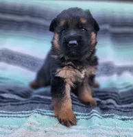 Hoss - AKC, a male German Shepherd Dog for sale in Harrisonville, MO – Photo 6 of 8
