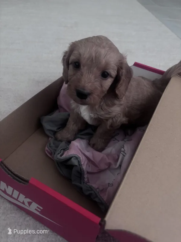 dachsund hazel  – Miniature Dachshund puppy for sale in Davenport, FL