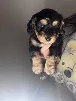 snicker , a male Miniature Dachshund for sale in Davenport, FL – Photo 3 of 4