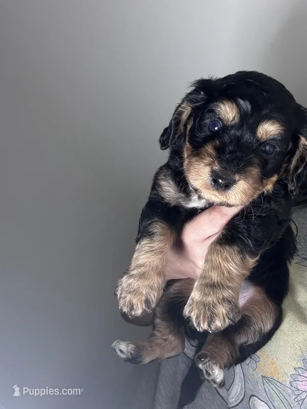 snicker  – Miniature Dachshund puppy for sale in Davenport, FL