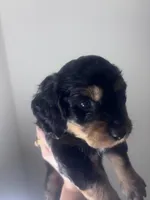 snicker , a male Miniature Dachshund for sale in Davenport, FL – Photo 2 of 4