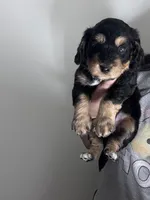 snicker , a male Miniature Dachshund for sale in Davenport, FL – Photo 4 of 4