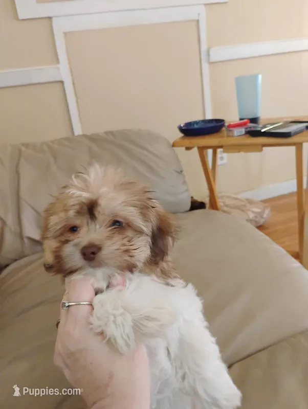 dallas  – Shih Tzu puppy for sale in Davenport, FL