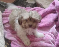 dallas , a male Shih Tzu for sale in Davenport, FL – Photo 2 of 2