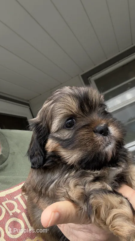 Reba cavatzu – Cavalier King Charles Spaniel puppy for sale in Preston, MN