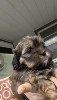 Reba cavatzu, a female Cavalier King Charles Spaniel for sale in Preston, MN – 1 of 5