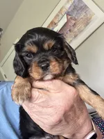 Murphy, a male Cavalier King Charles Spaniel for sale in Preston, MN – 6 of 8