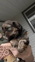 Reba cavatzu, a female Cavalier King Charles Spaniel for sale in Preston, MN – 4 of 5