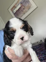 Max, a male Cavalier King Charles Spaniel for sale in Preston, MN – 5 of 7