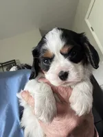 Mindy, a female Cavalier King Charles Spaniel for sale in Preston, MN – 8 of 9