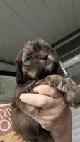 Reba cavatzu, a female Cavalier King Charles Spaniel for sale in Preston, MN – 2 of 5