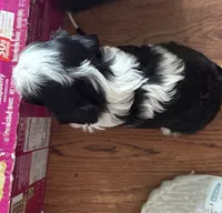 Mindy, a female Cavalier King Charles Spaniel for sale in Preston, MN – 4 of 9