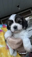 Toby cavatzu, a male Cavalier King Charles Spaniel for sale in Preston, MN – 2 of 7