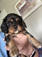 Murphy, a male Cavalier King Charles Spaniel for sale in Preston, MN – 3 of 8