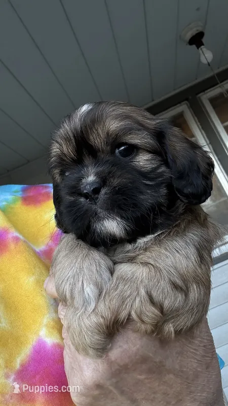 Ernie cavatzu – Cavalier King Charles Spaniel puppy for sale in Preston, MN
