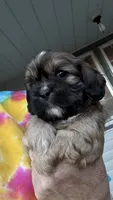 Ernie cavatzu, a male Cavalier King Charles Spaniel for sale in Preston, MN – 1 of 8