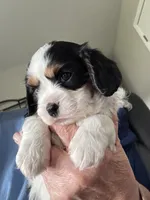 Mindy, a female Cavalier King Charles Spaniel for sale in Preston, MN – 5 of 9