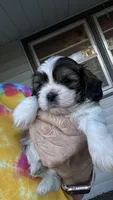 Toby cavatzu, a male Cavalier King Charles Spaniel for sale in Preston, MN – 3 of 7