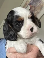 Max, a male Cavalier King Charles Spaniel for sale in Preston, MN – 2 of 7