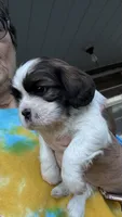 Buddy, a male Cavalier King Charles Spaniel for sale in Preston, MN – 6 of 7