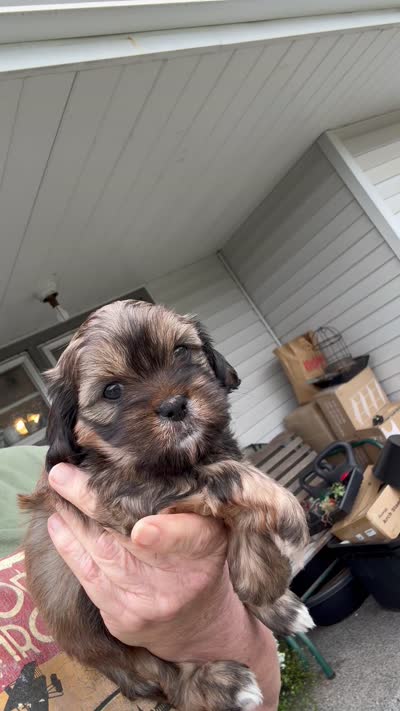 Reba cavatzu, a female Cavalier King Charles Spaniel for sale in Preston, MN – 5 of 5