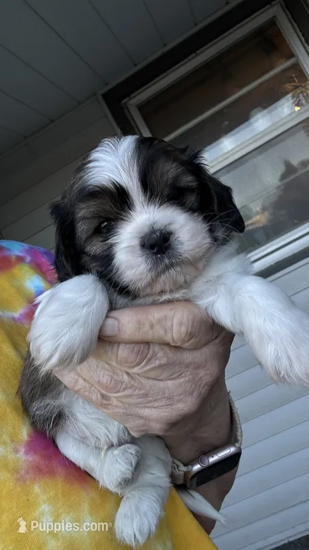 Freddie cavatzu – Cavalier King Charles Spaniel puppy for sale in Preston, MN