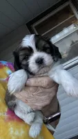 Freddie cavatzu, a male Cavalier King Charles Spaniel for sale in Preston, MN – 1 of 6