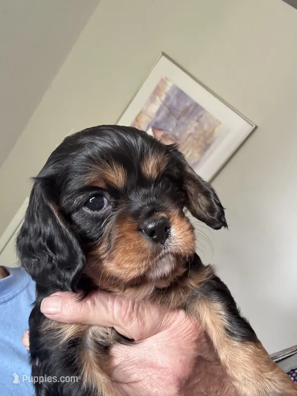 Murphy – Cavalier King Charles Spaniel puppy for sale in Preston, MN