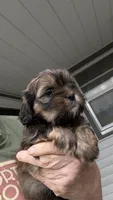 Reba cavatzu, a female Cavalier King Charles Spaniel for sale in Preston, MN – 3 of 5