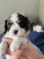 Mindy, a female Cavalier King Charles Spaniel for sale in Preston, MN – 9 of 9