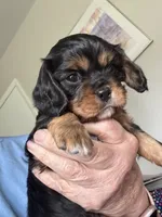 Murphy, a male Cavalier King Charles Spaniel for sale in Preston, MN – 8 of 8