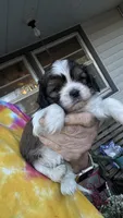 Toby cavatzu, a male Cavalier King Charles Spaniel for sale in Preston, MN – 4 of 7