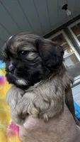 Ernie cavatzu, a male Cavalier King Charles Spaniel for sale in Preston, MN – 6 of 8