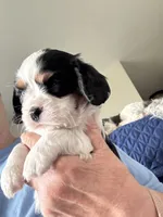 Mindy, a female Cavalier King Charles Spaniel for sale in Preston, MN – 7 of 9